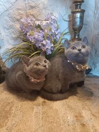 Certosini cuccioli disponibili