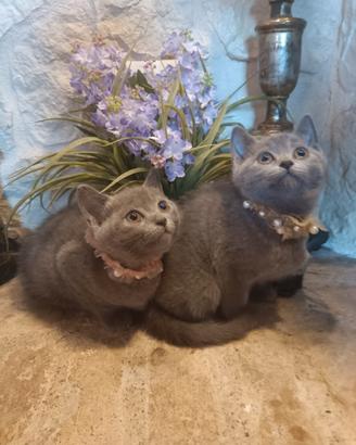 Certosini cuccioli disponibili