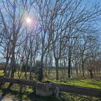 TRONCHI NOCE NAZIONALE 40 ANNI