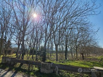 TRONCHI NOCE NAZIONALE 40 ANNI