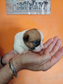Jack russel terrier