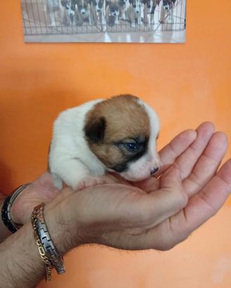 Jack russel terrier