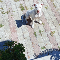 Pitbull di 8 mesi