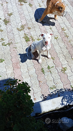 Pitbull di 8 mesi