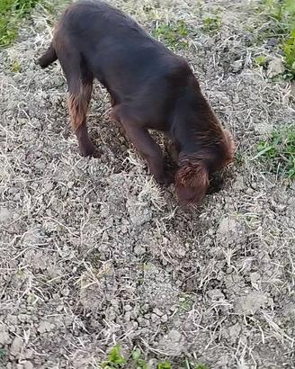 Cucciolo cane da tartufo