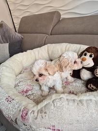 Maltipoo