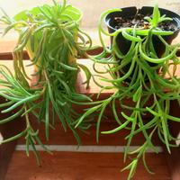 ✨ Erba cristallina di Cooper 