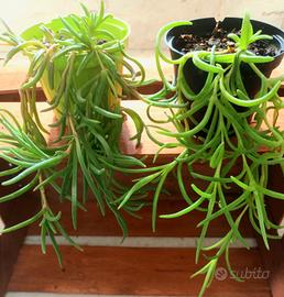 ✨ Erba cristallina di Cooper 