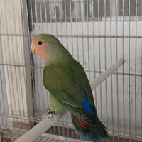 Coppie roseicollis una giovane e una adulta