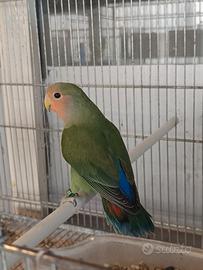 Coppie roseicollis una giovane e una adulta