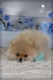 Volpino dí Pomerania nano toy