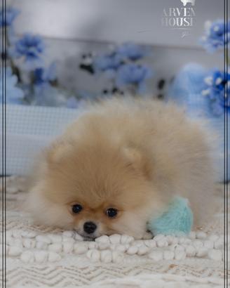 Volpino dí Pomerania nano toy