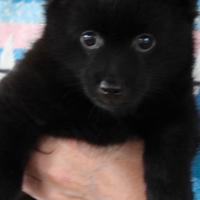 Cuccioli shipperke, i più piccoli pastori belgi