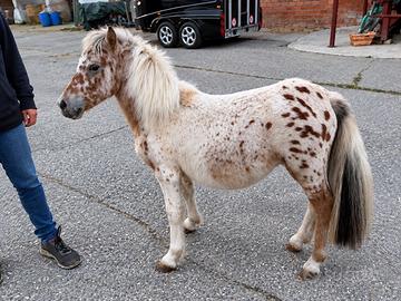 Pony femmina appalosa