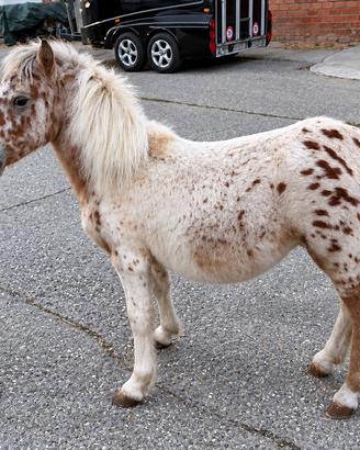 Pony femmina appalosa