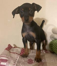Pinscher ( allevamento e negozio)
