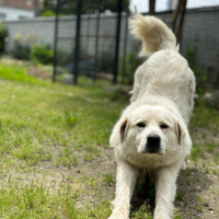 Pastore maremmano adulto