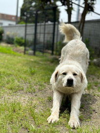 Pastore maremmano adulto