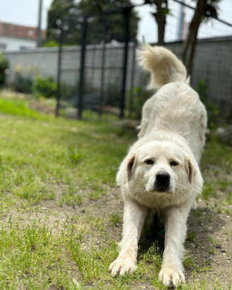 Pastore maremmano adulto