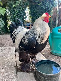 Gallo brahma