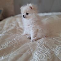Volpino spitz tedesco nano