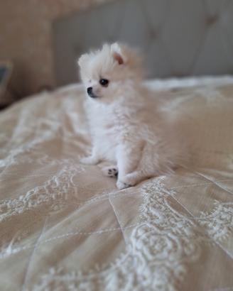 Volpino spitz tedesco nano