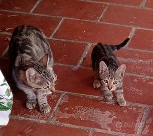 Gatti (gattini) di due mesi