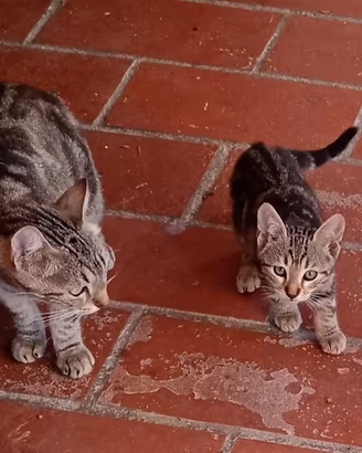 Gatti (gattini) di due mesi