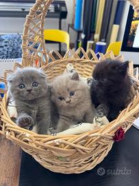 Scottish Fold e Straight