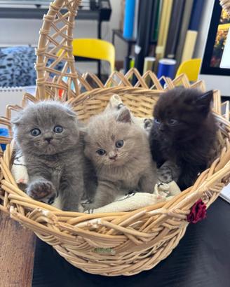 Scottish Fold e Straight