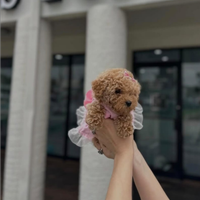 Cucciola barboncina toy albicocca