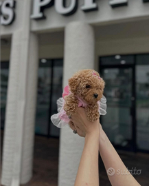 Cucciola barboncina toy albicocca