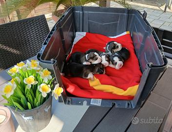 Beagle cuccioli