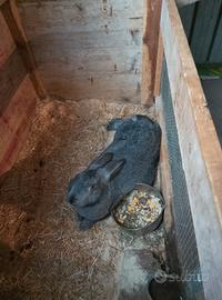 Coniglie novelle e maschio California