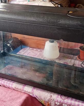 Acquario Pet Company 80 - 100 litri