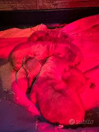 Cuccioli Cocker Spaniel