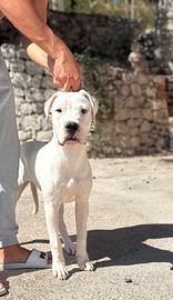 Dogo Argentino Femmine