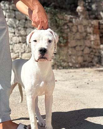 Dogo Argentino Femmine