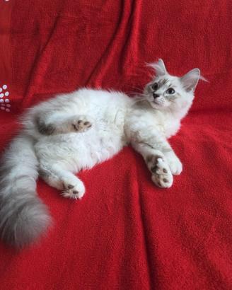 Gattina di razza siberiano ipoallergenico