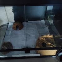 terrario 46x46x45 GiganTerra