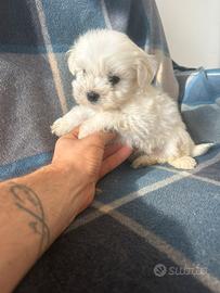 Maltese toy