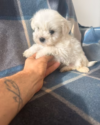 Maltese toy