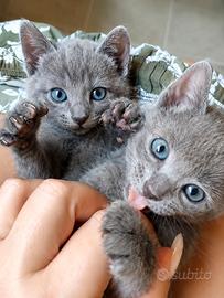 Splendide cucciole nate da genitori sphynx