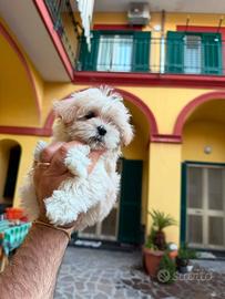 Maltipoo Mini Toy