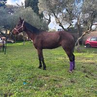 Cavallo per scuola