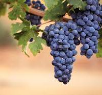 ATTREZZATURE ENOLOGICHE: 338.4394152