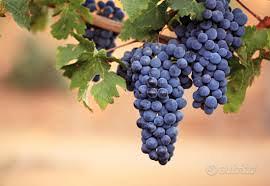 ATTREZZATURE ENOLOGICHE: 338.4394152