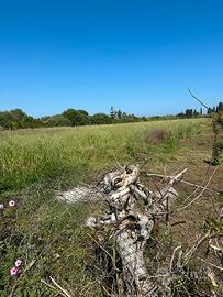 Terreno sulla S.S. 113 a Lascari (PA) 12.000 mq