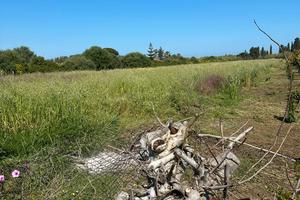 Terreno sulla S.S. 113 a Lascari (PA) 12.000 mq