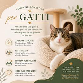 Pensione domestica per gatti in ambiente familiare